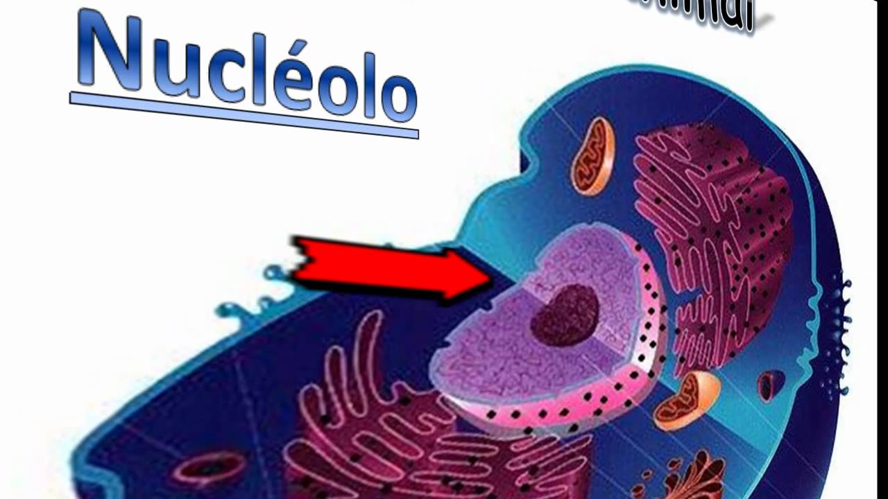 nucleo celula animal