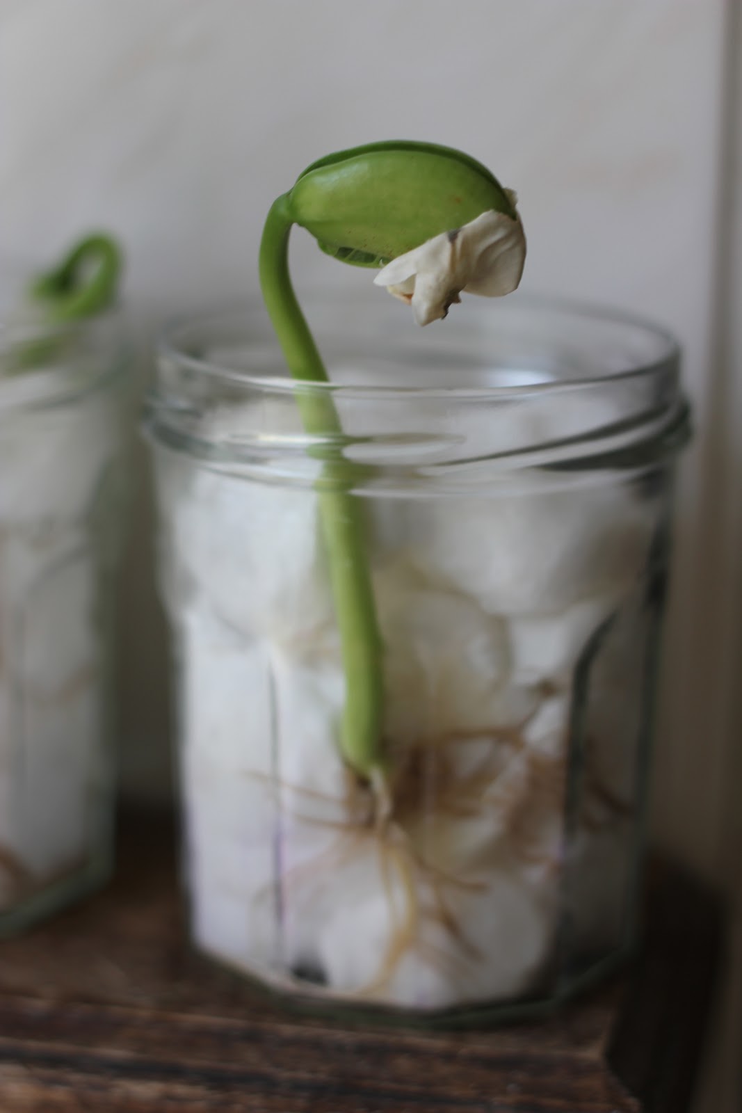 Plant Mung Beans Cotton Wool Plant Info