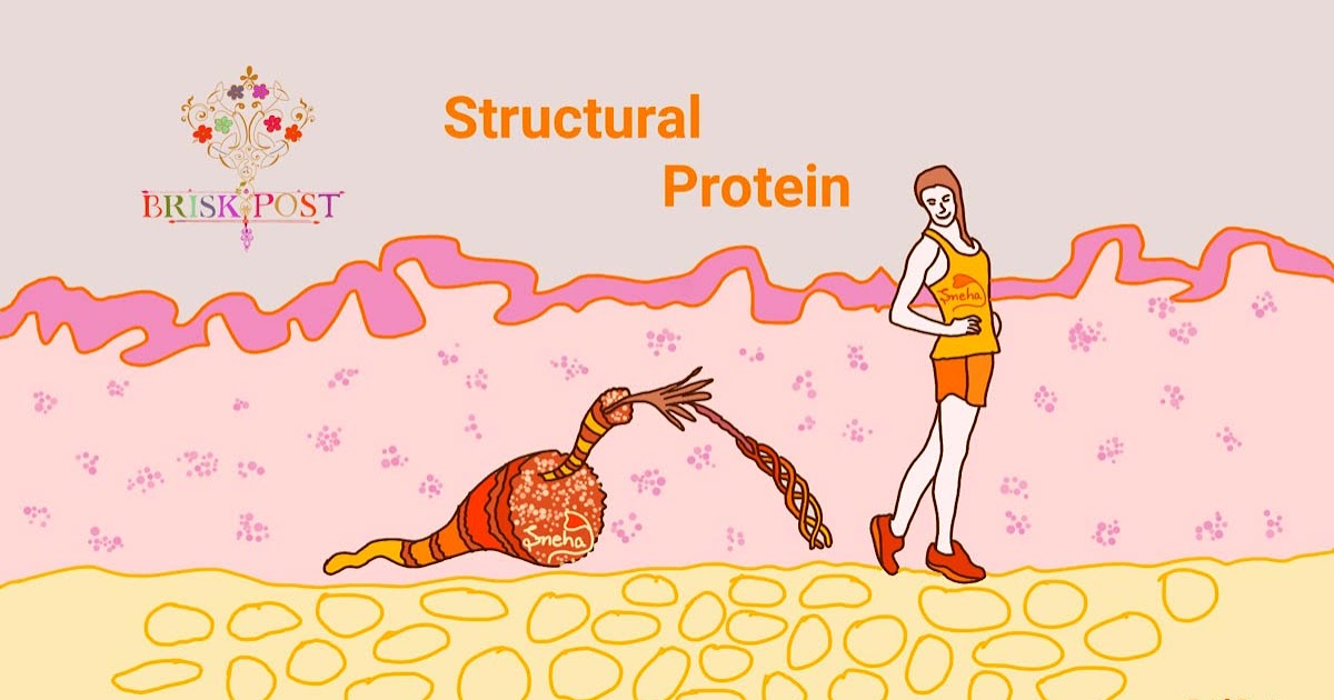 10 Structural Protein Benefits in Growth