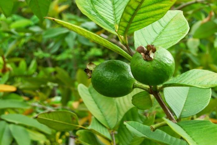 Phóng to Hình ảnh
