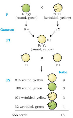 make a presentation on human evolution class 10