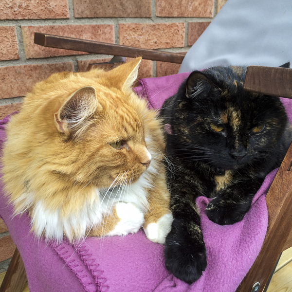 gustav, alice, katt, cat gustav, alice, katt, cat