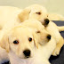 50 Meaningful Names for Male Yellow Labs