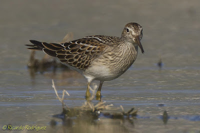 Correlimos pectoral (Calidris melanotos)