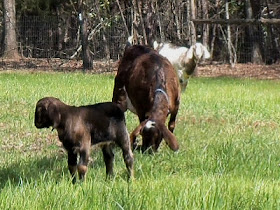 Alphie, Surprise, & Lily in the new pasture