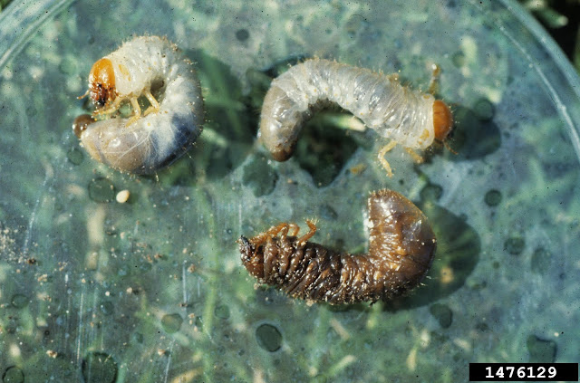 Heterorhabditis bacteriophora