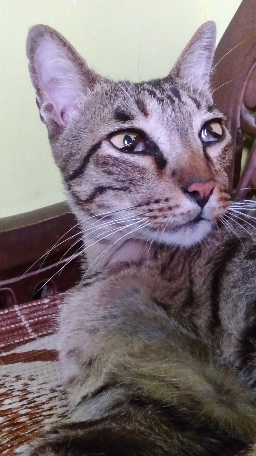 My Little Book Penyakit Kucing Selaput Mata Pelindung Yang Naik