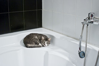 alt="gato asustado en el baño"