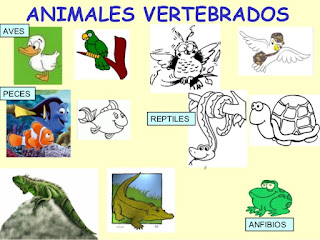  ANIMALES VERTEBRADOS