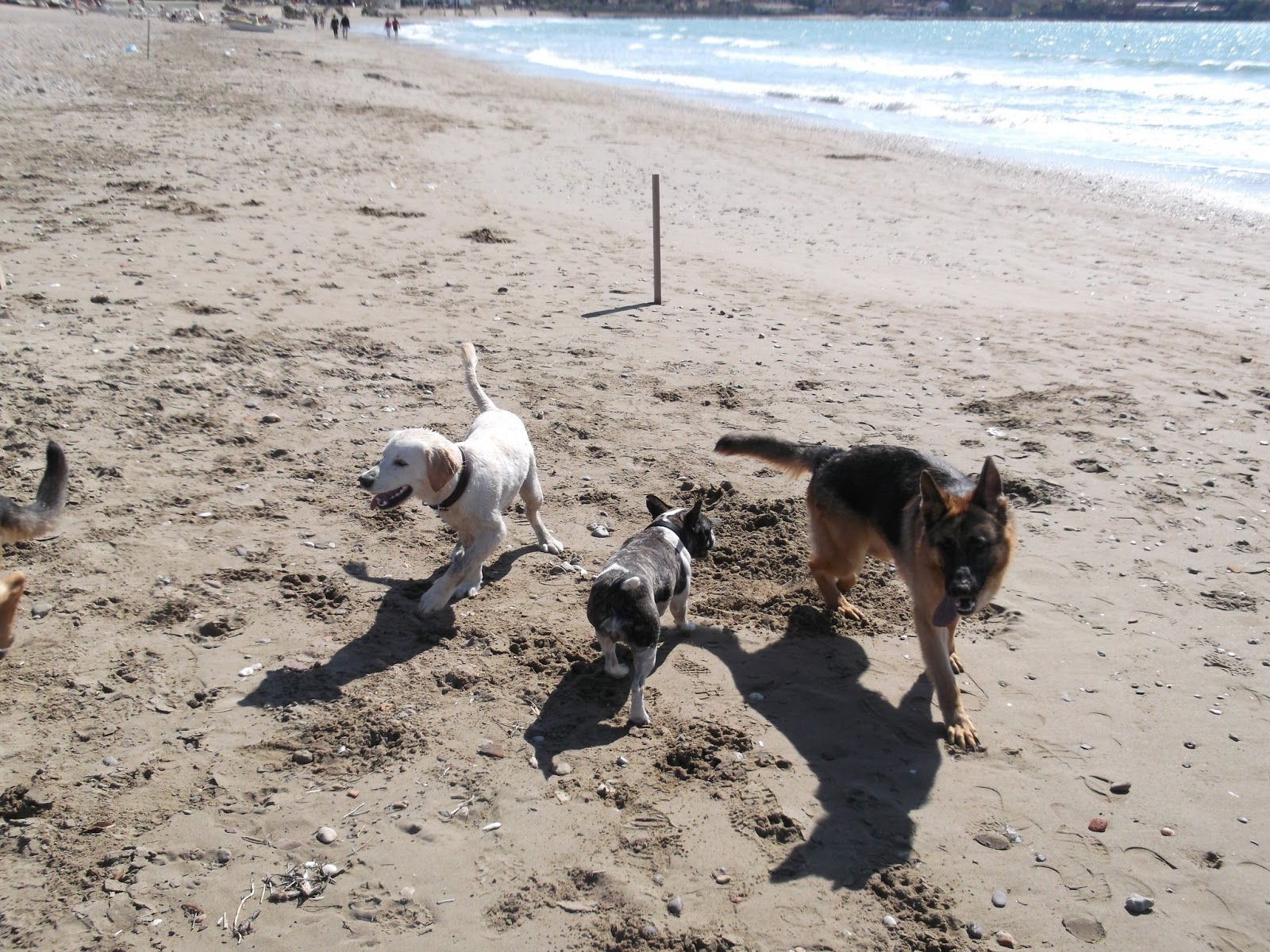 köpek pansiyonu