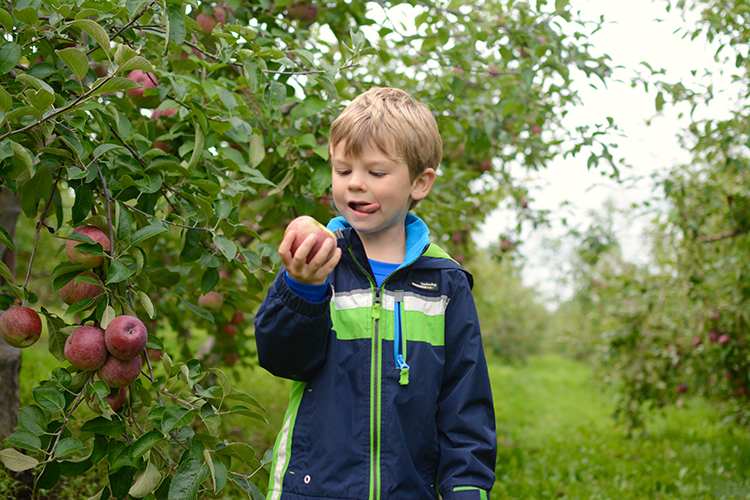 Fall Bucket List: Apple Picking | My Darling Days Fall Bucket List: Apple Picking | My Darling Days