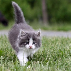 50+ Gambar Kucing Sanggabuwana