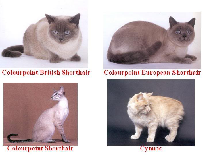 4 ayaklı Dostlarımız Hakkında Herşey Kedi Cinsleri (Resimli)