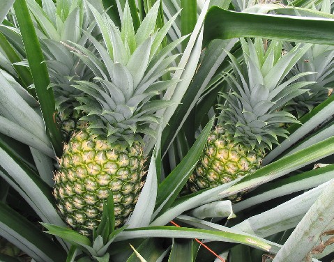 how many pineapples per plant