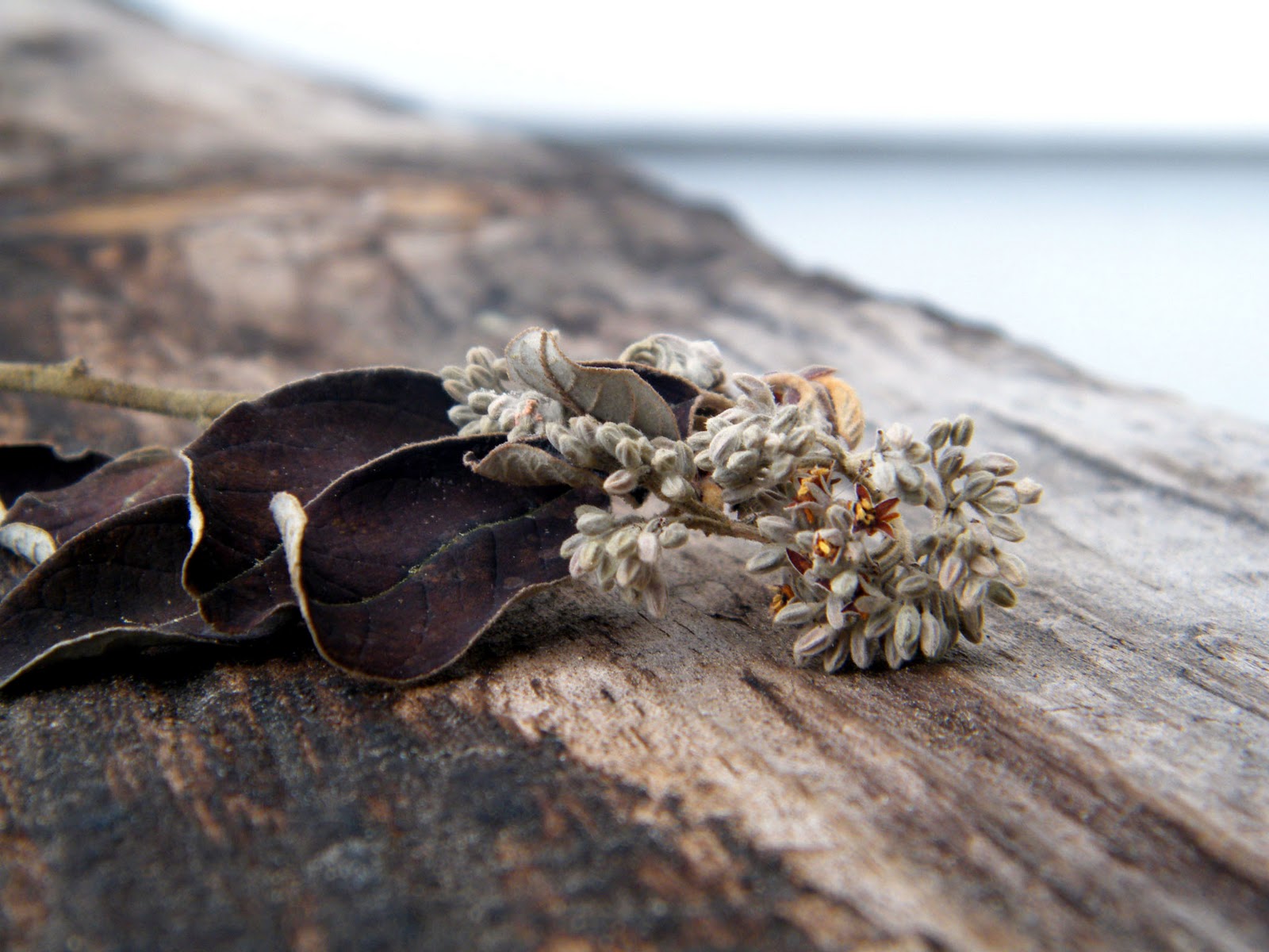 Maisy and Grace Kumarahou The Wonder Weed