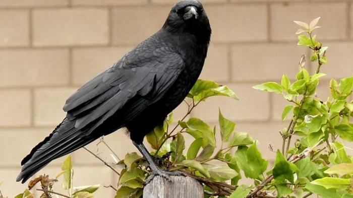 Fakta Mengerikan di Balik Kehidupan Burung-burung Gagak Fakta Mengerikan di Balik Kehidupan Burung-burung Gagak