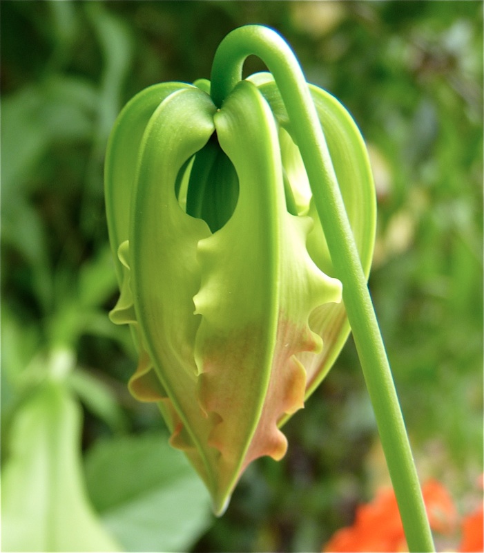 Pieces of Contentment Upside Down Flower