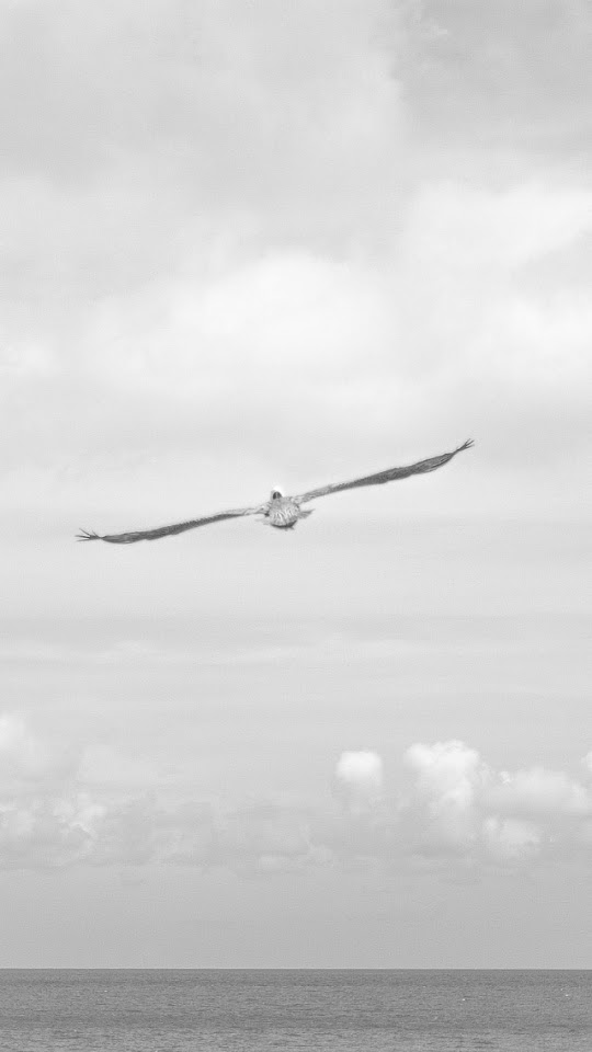 Seagull Flying Over Ocean  Android Best Wallpaper