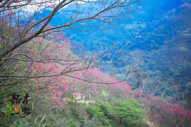 三峽竹崙私房賞櫻景點|熊空櫻花林|三峽媲美武陵農場櫻花林景點|竹崙路櫻花|北109鄉道櫻花林景點