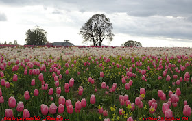 Oregon Wooden Shoe Tulip Farm