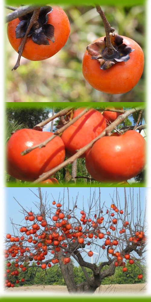 How to Plant and Grow Persimmon, Growing Persimmons From