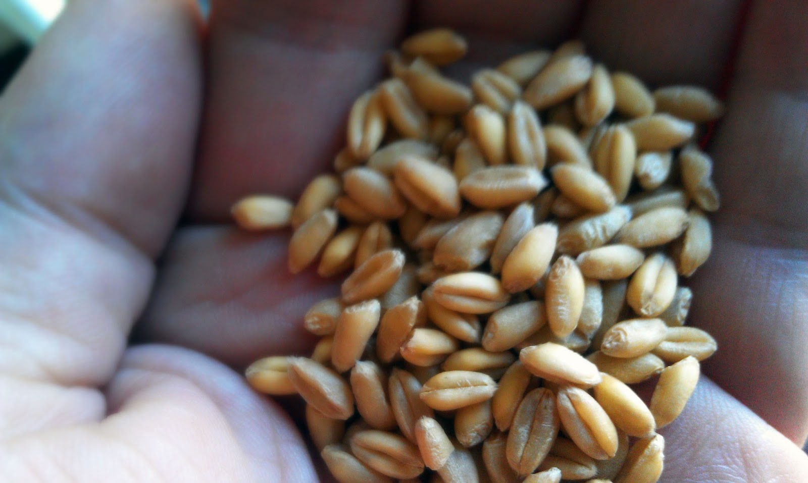 Ferment Farm & Forage Foolproof Rejuvelac