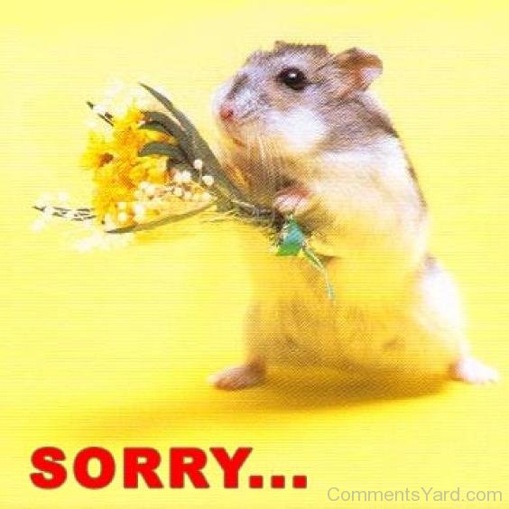 Cute Sorry By Rat