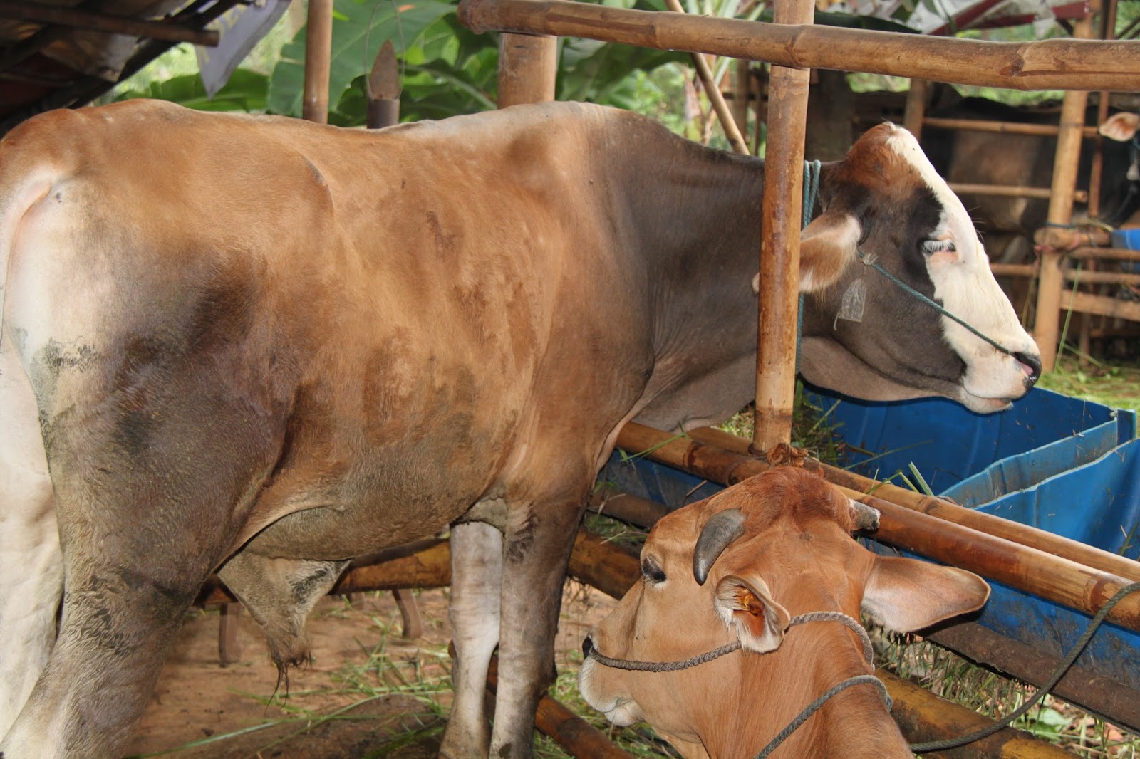 Kelompok Tani Ternak &quot;SatoAji&quot; FOTO TERNAK