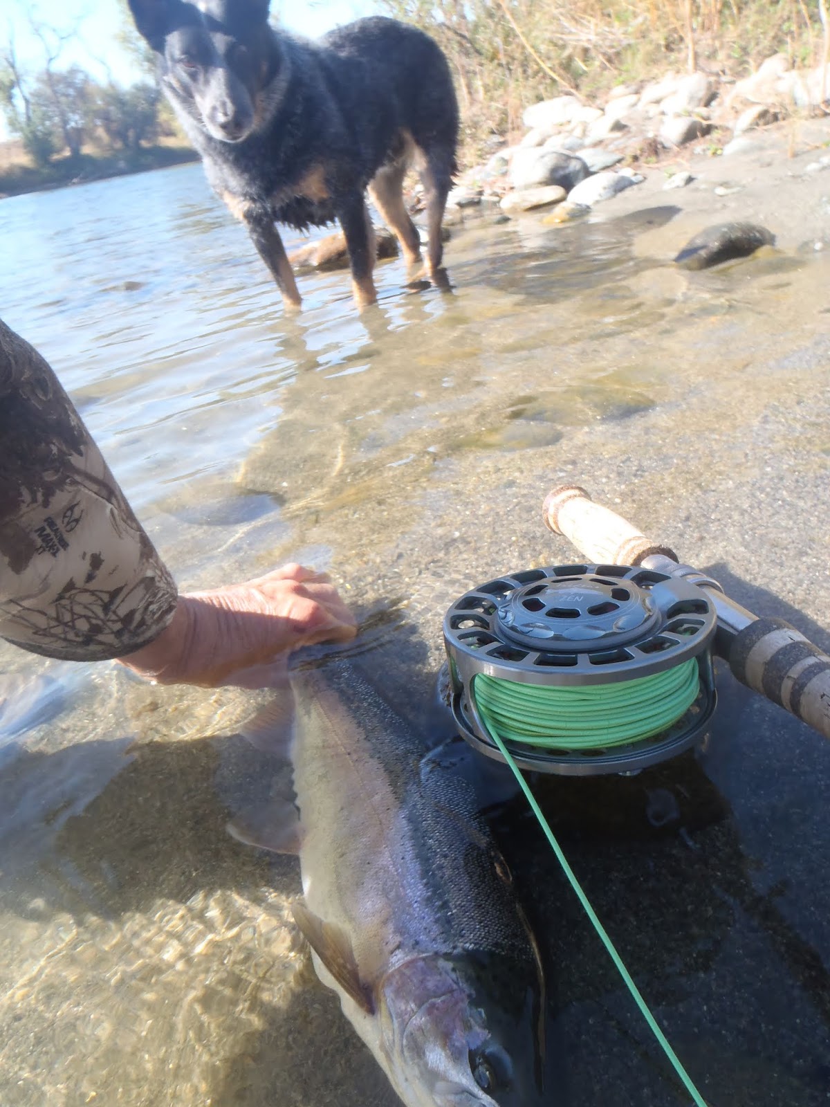 Irideus Pick 6 Patterns Trout Steelhead Streamer Fly Fishing Flies Soft Hackle E - Foto 4