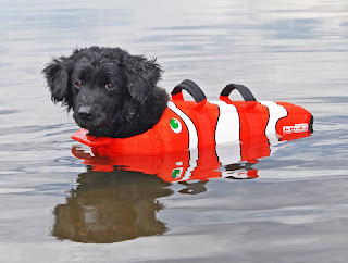 outward hound dog life jacket being used in the water
