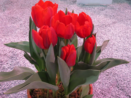 Philadelphia Flower Show 2019- red