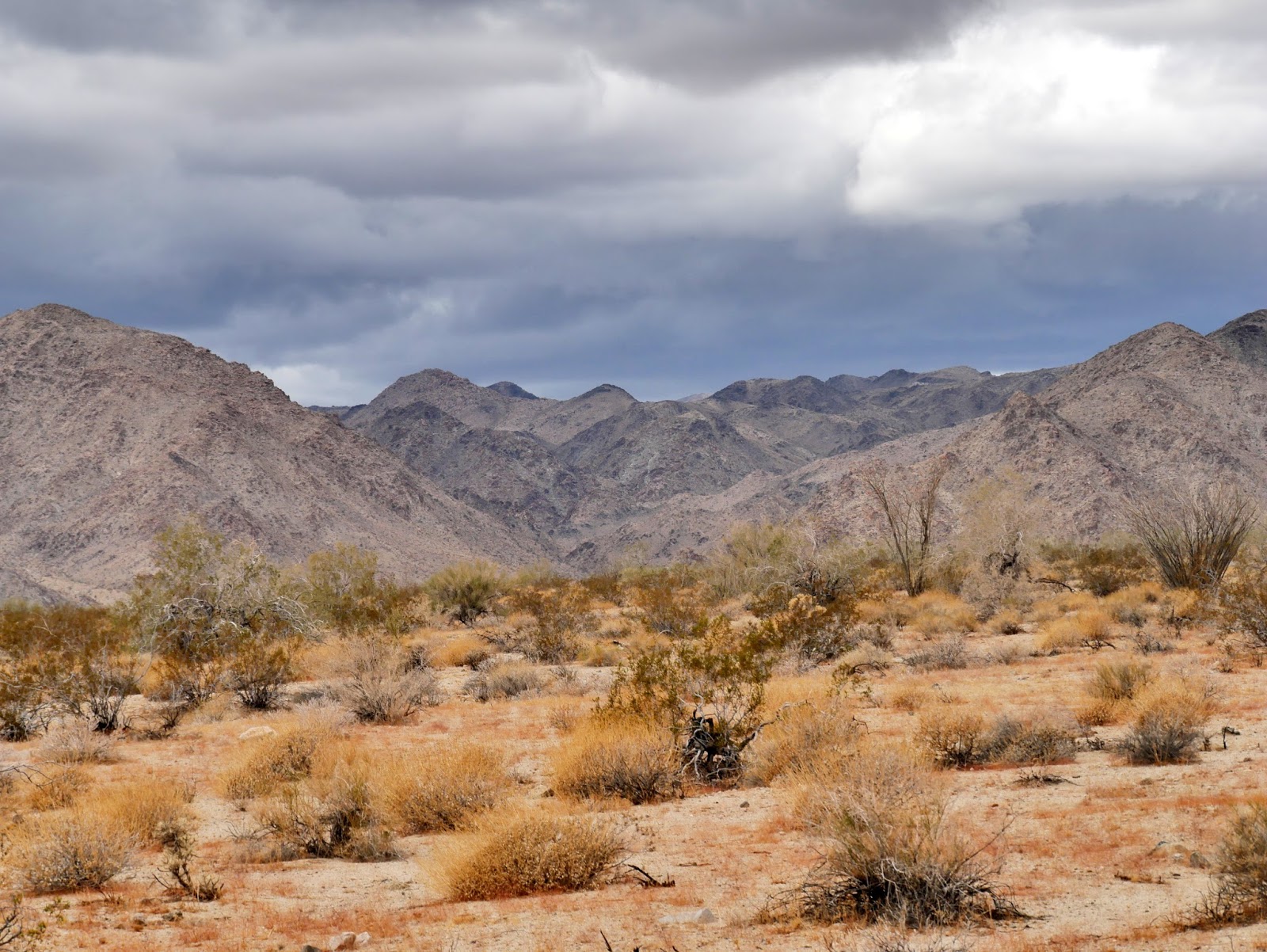 American Travel Journal Cottonwood Springs Road Joshua Tree National Park