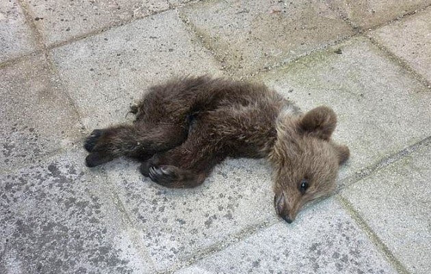 Ζαγόρι: Νεκρό το αρκουδάκι που σκαρφάλωνε με την μάνα του (βίντεο)