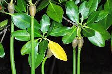 Khasiat Obat Banyak Sekali Jenis Mangrove (Bakau)