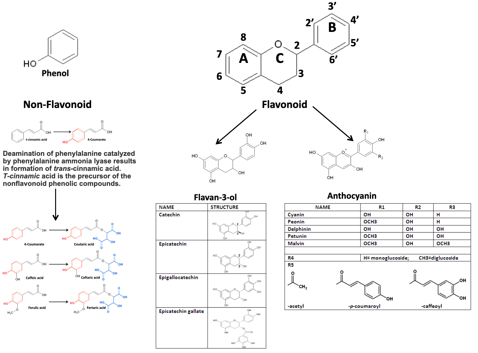 EnoViti Phenolics in Grape Berry and Wine