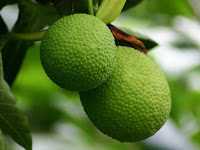 gambar buah sukun