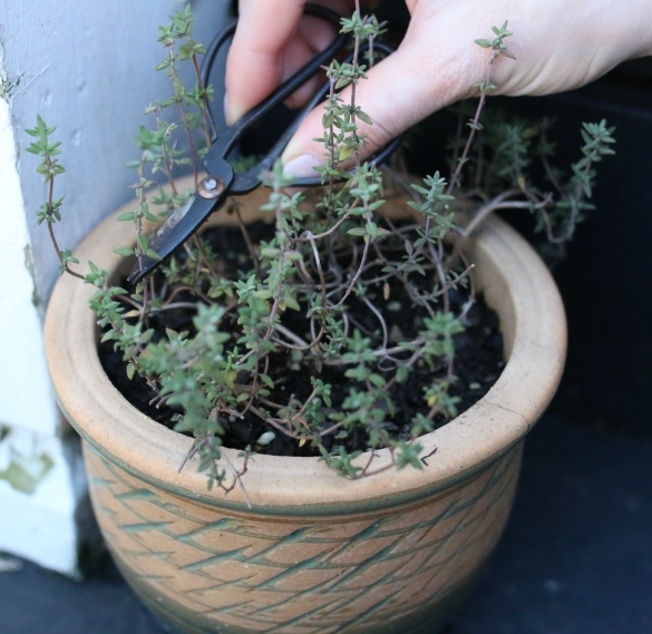 Winter Garden Updates & Wishing for Spring 17 Apart