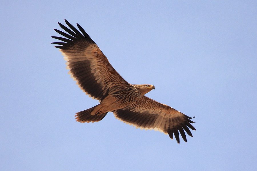 орлы саундтреки.