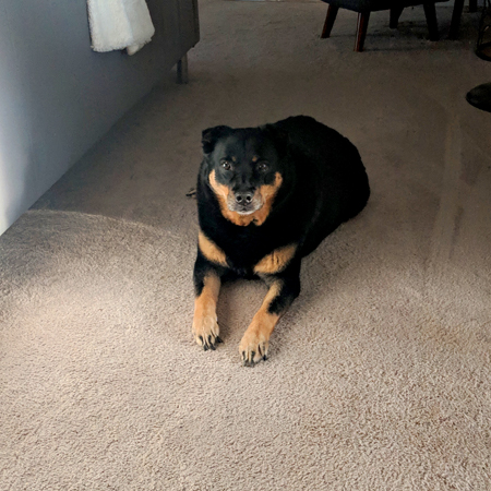 image of Zelda the Black and Tan Mutt lying on the living room floor, looking at me intently