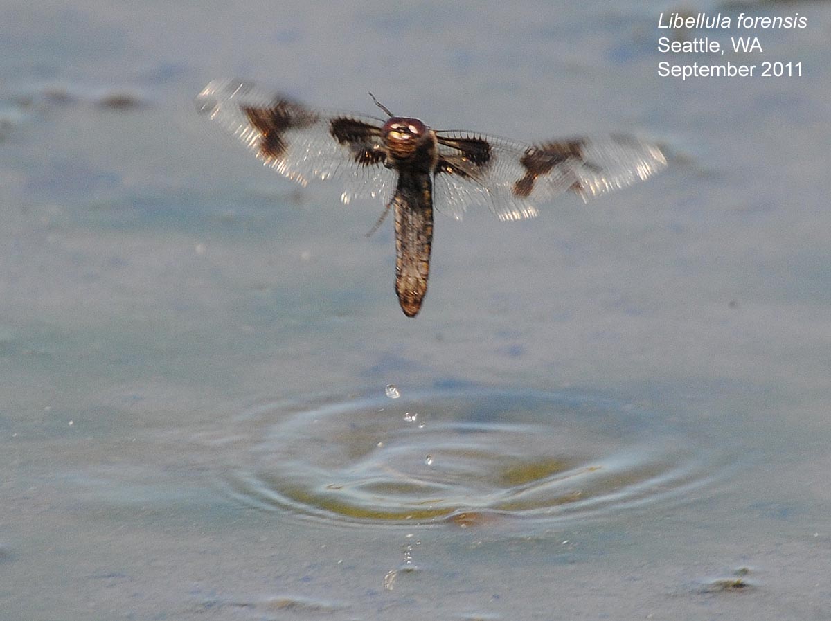Northwest Nature Notes ODONATE OVIPOSITION