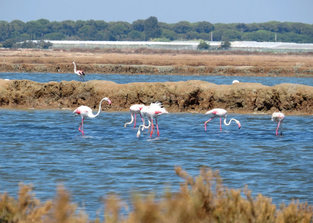Greater Flamingos - Spain