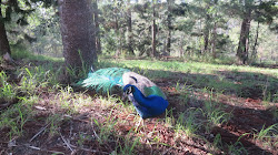 sanctuary bird flying