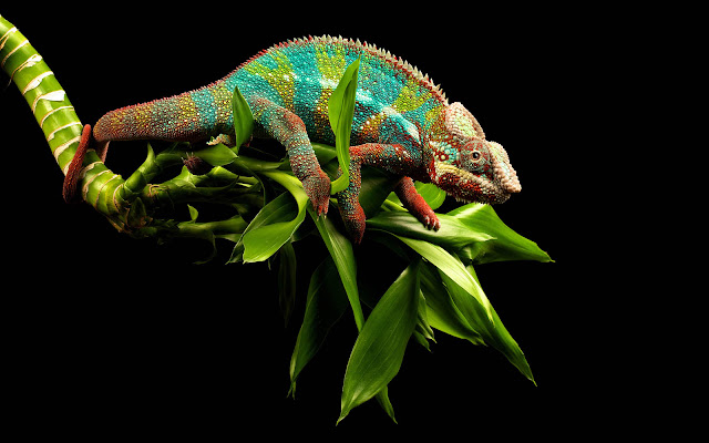 Pras Academy SD 2016