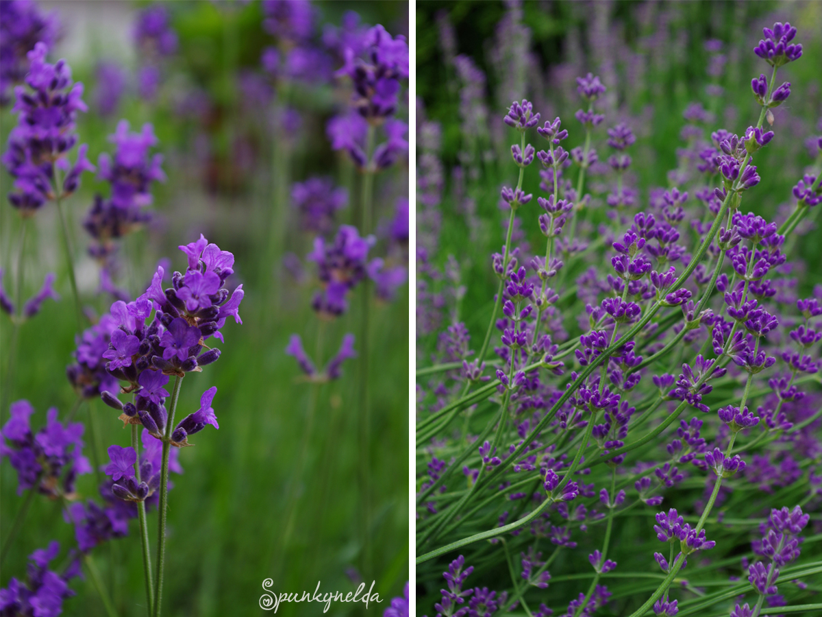Spunkynelda: Sweet Foodlove | Lavendel Cookies