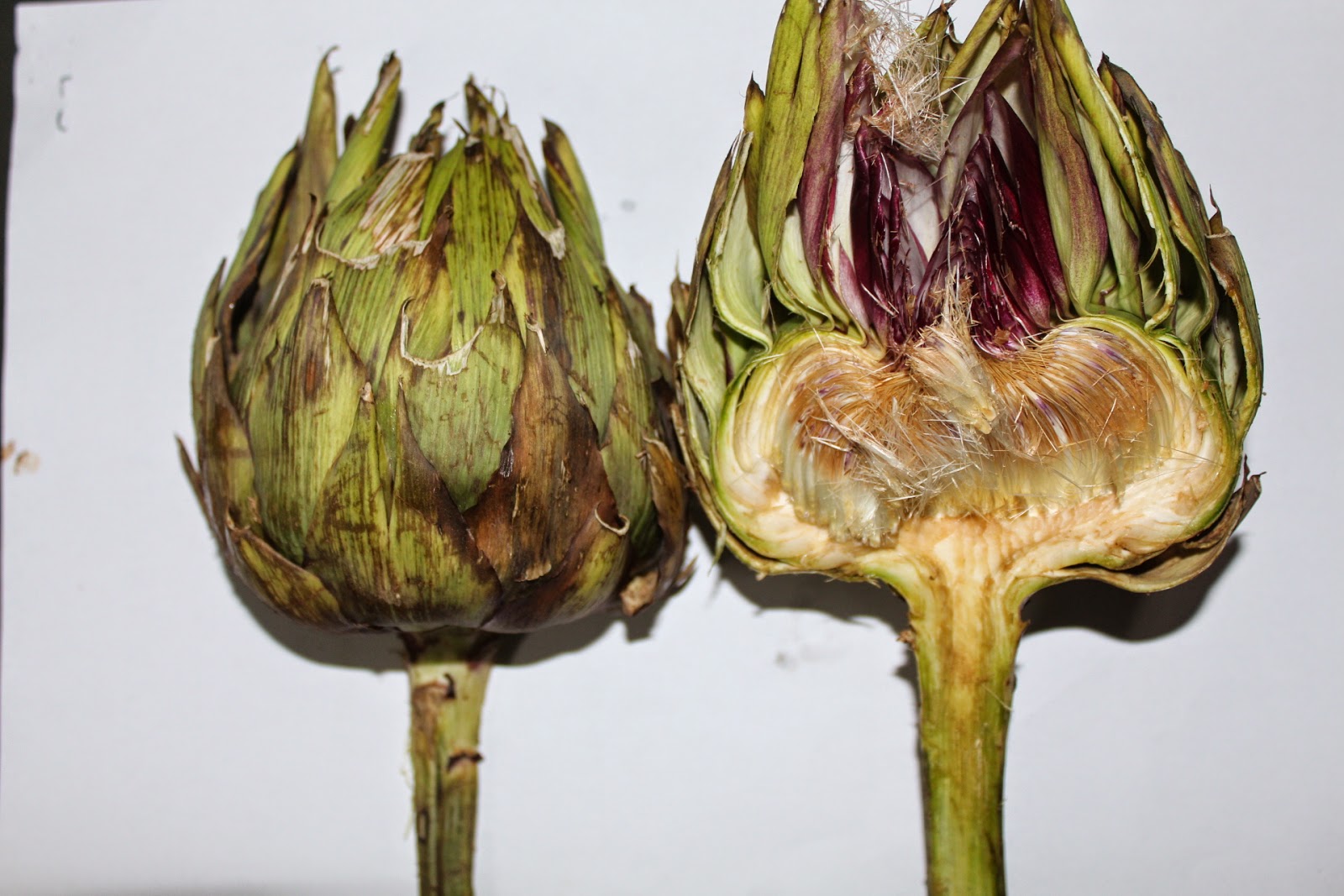 Catálogo De Alimentos: Alcachofa