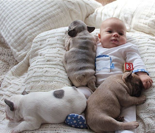 bebé con varios cachorros