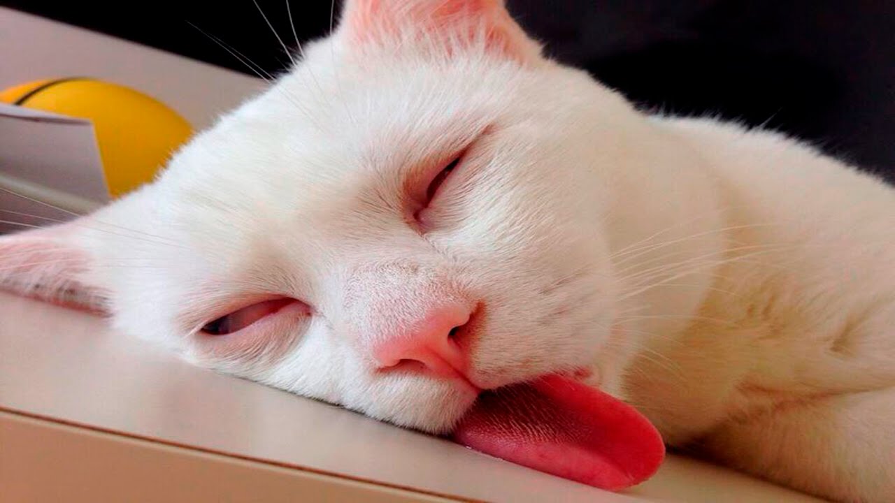 Photo de chat: Photo d'un chat blanc drôle qui dort avec la langue en apparence