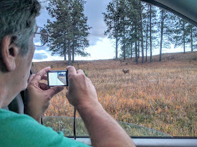 Deer in Custer State Park, South Dakota