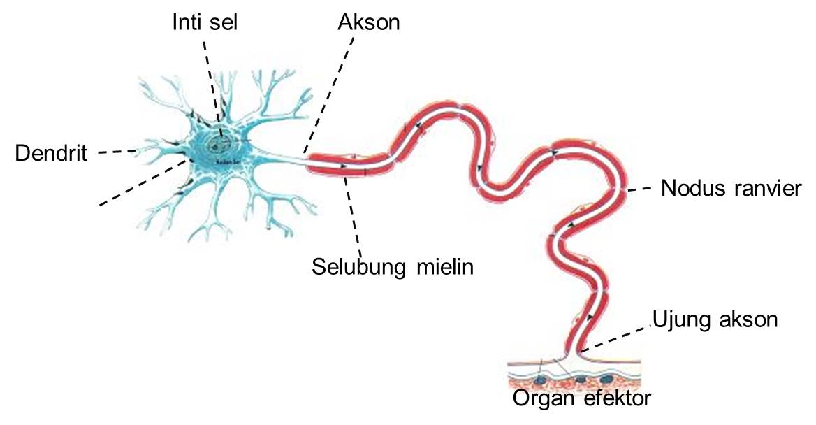 Gambar sel saraf beserta fungsinya
