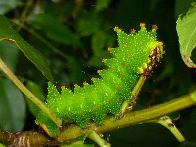 Actias maenas caterpillar Actias maenas caterpillar